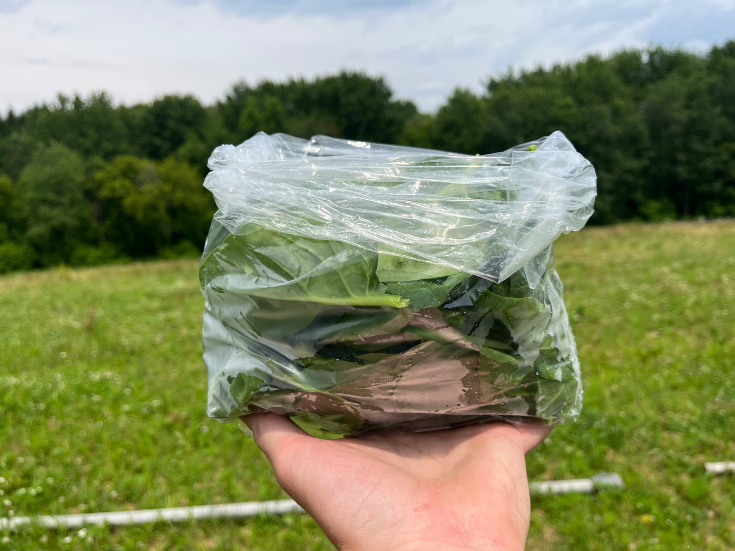 Spinach (8-oz bag)