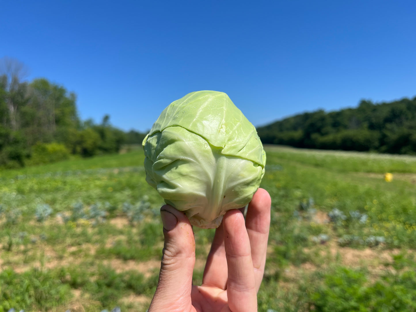 Mini green cabbage (1 head)