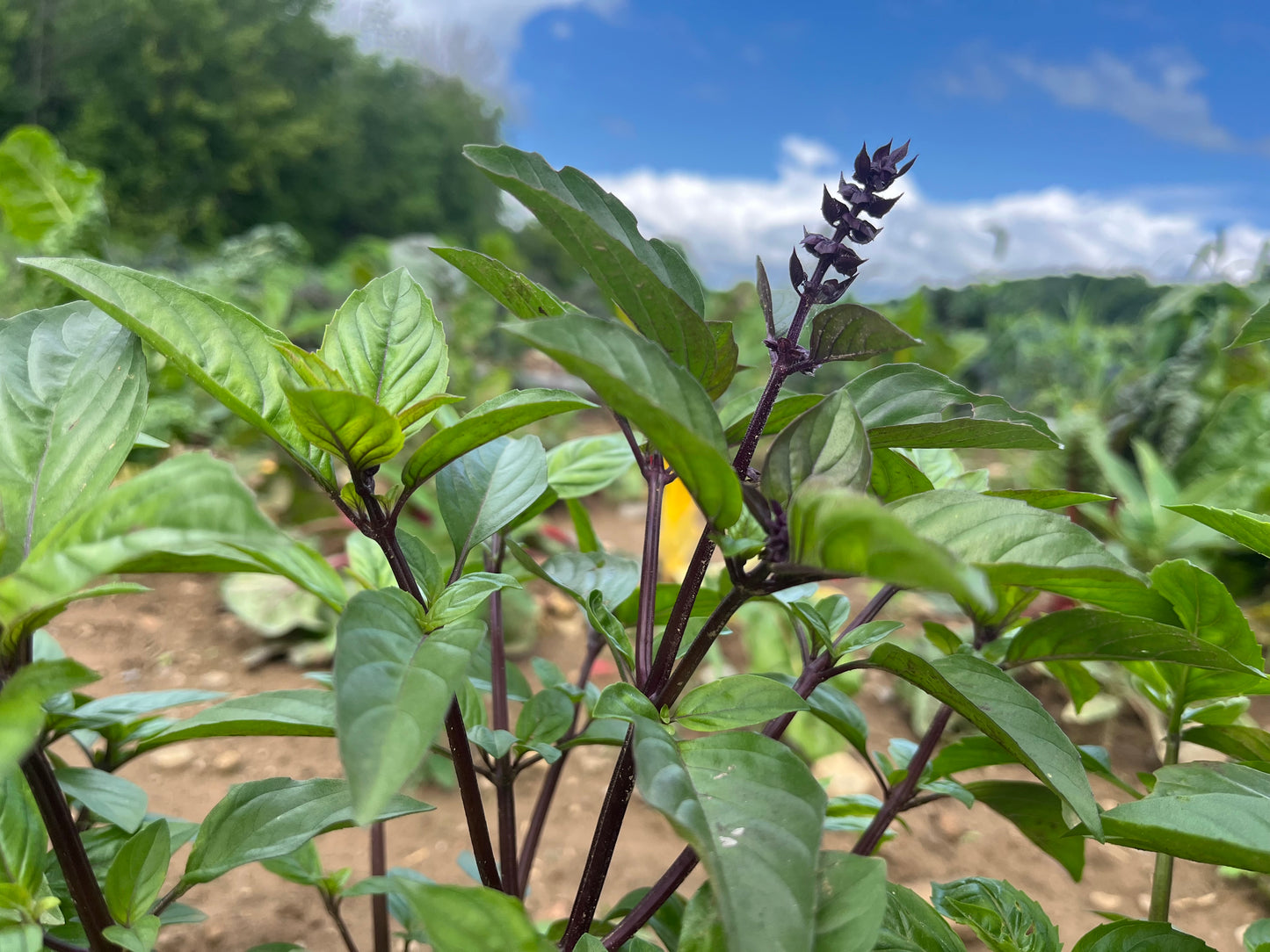 Cinnamon basil (1 bunch)