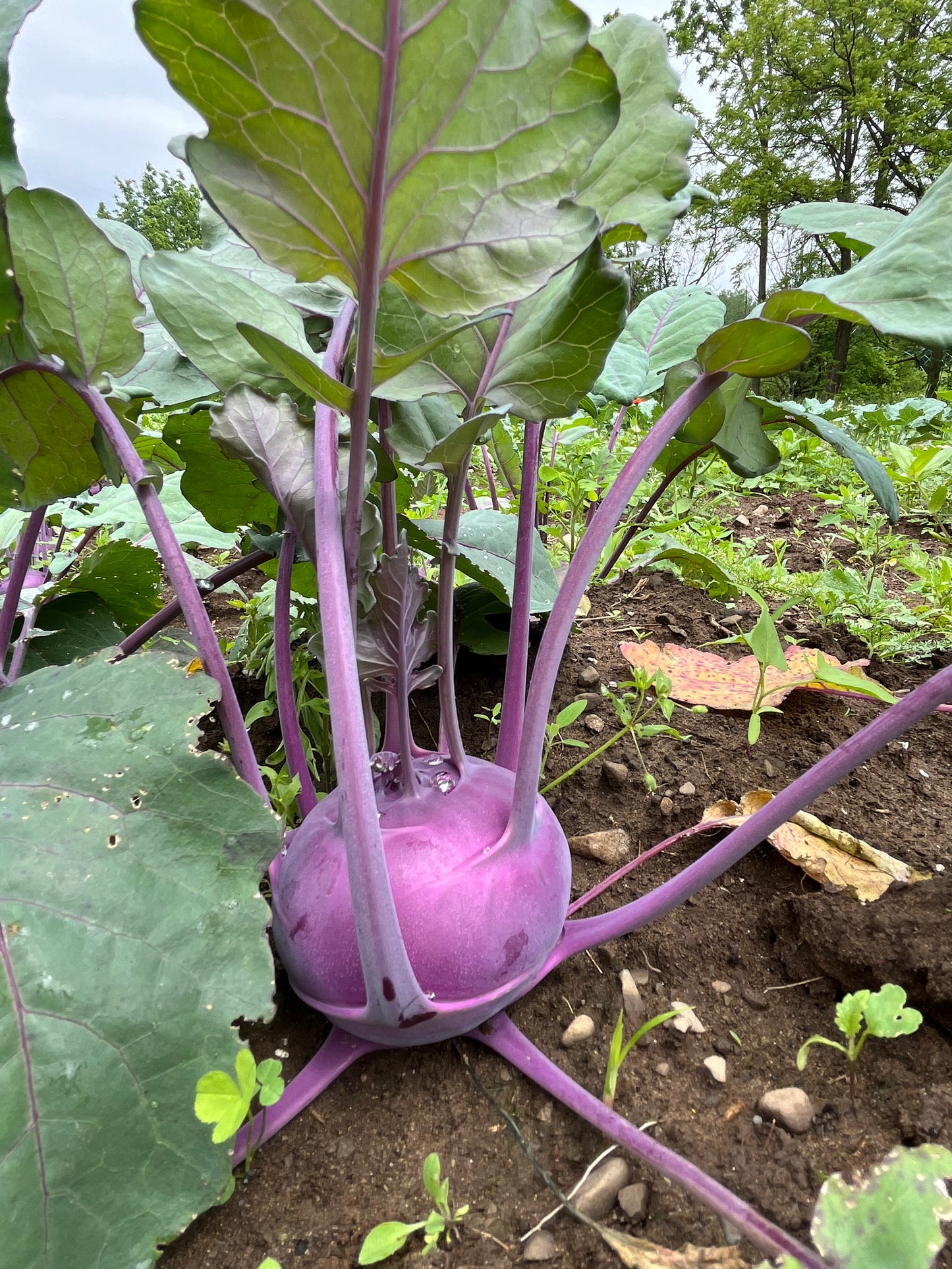 Purple kohlrabi (1 bunch)