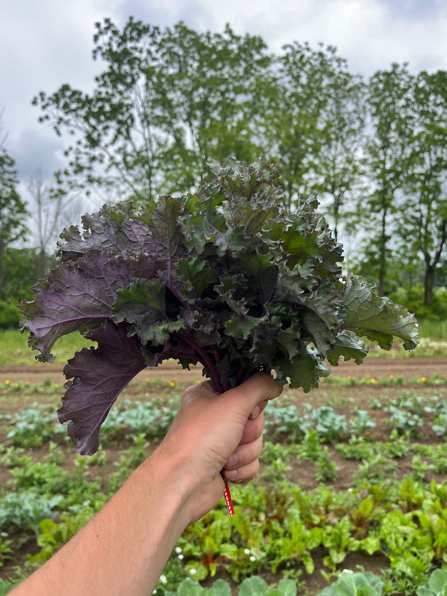 Curly red kale (1 bunch)