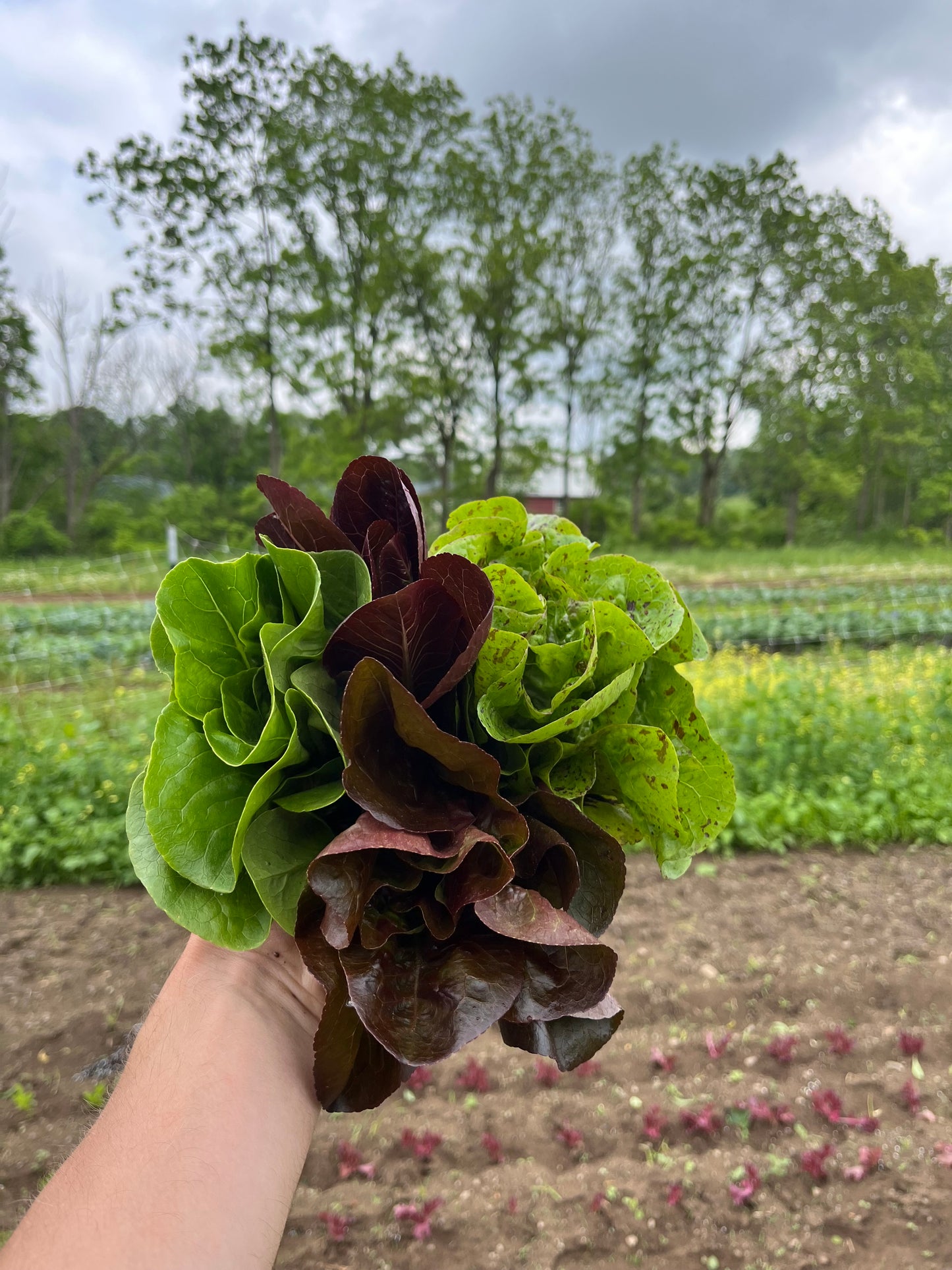 Baby lettuce variety pack