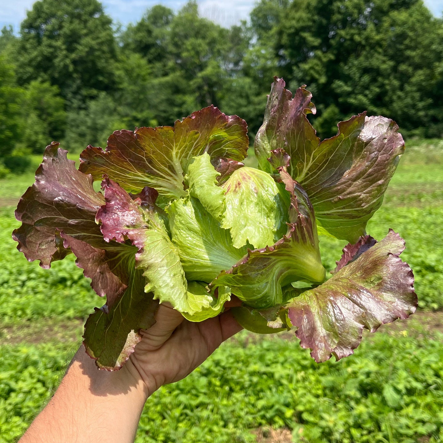Red iceberg lettuce