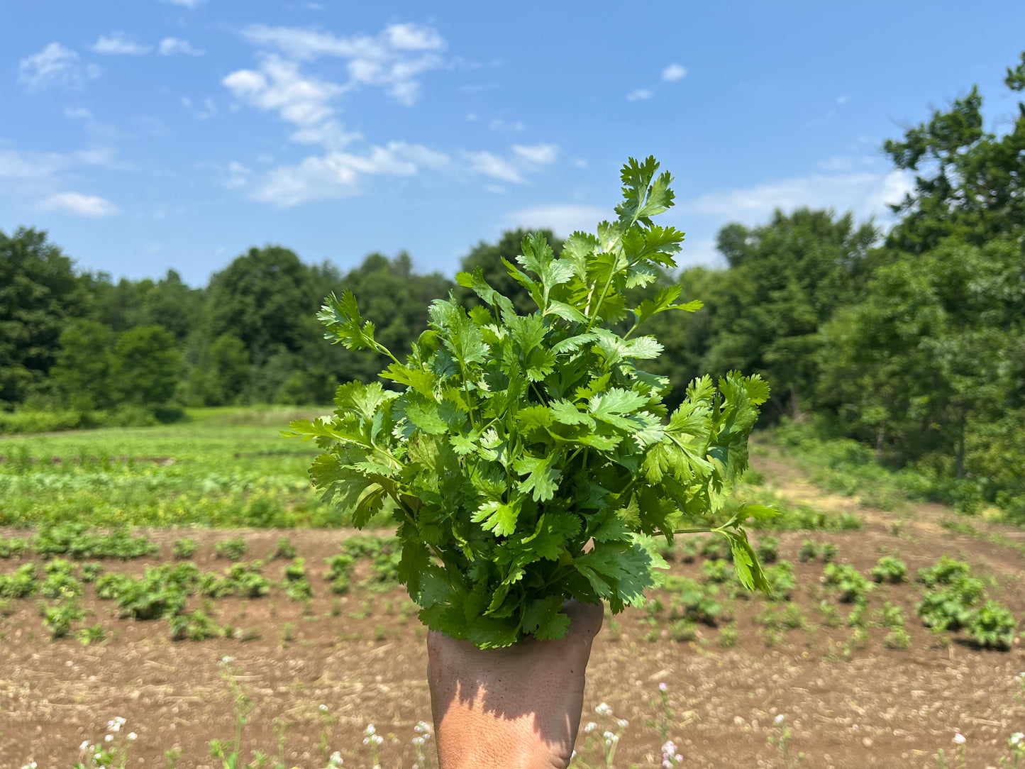 Cilantro (1 bunch)