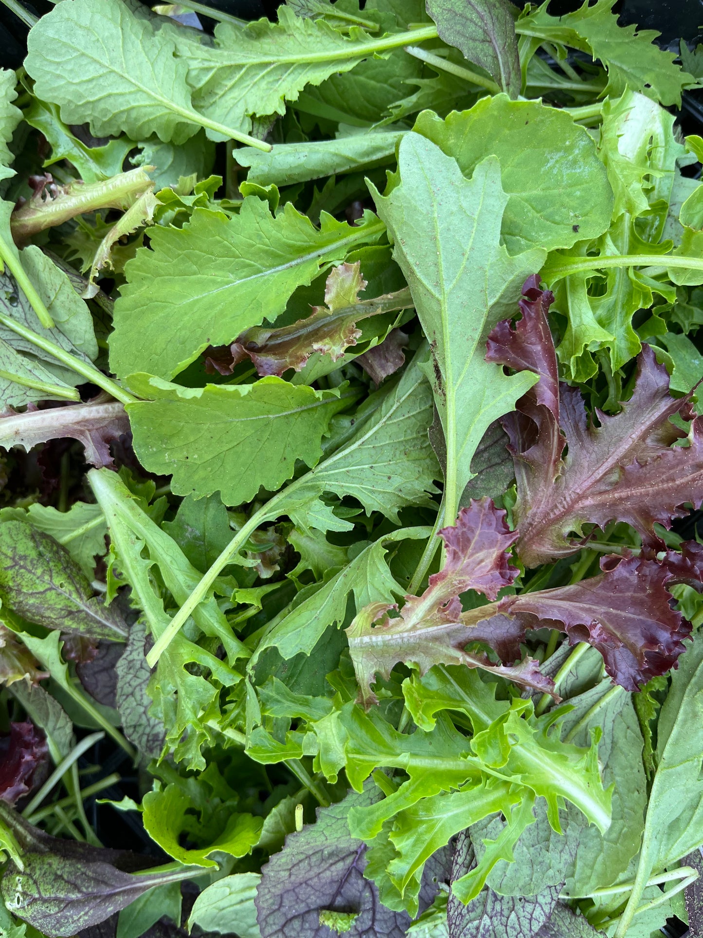 Spicy salad mix (.4# bag)