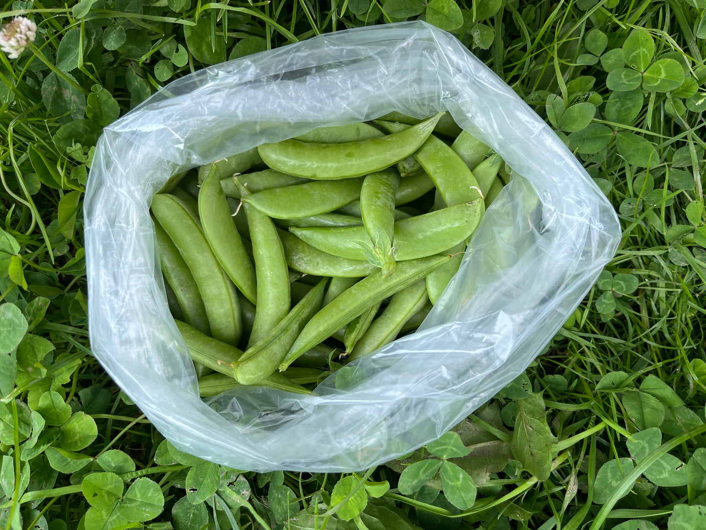 Sugar snap peas (.6# bag)