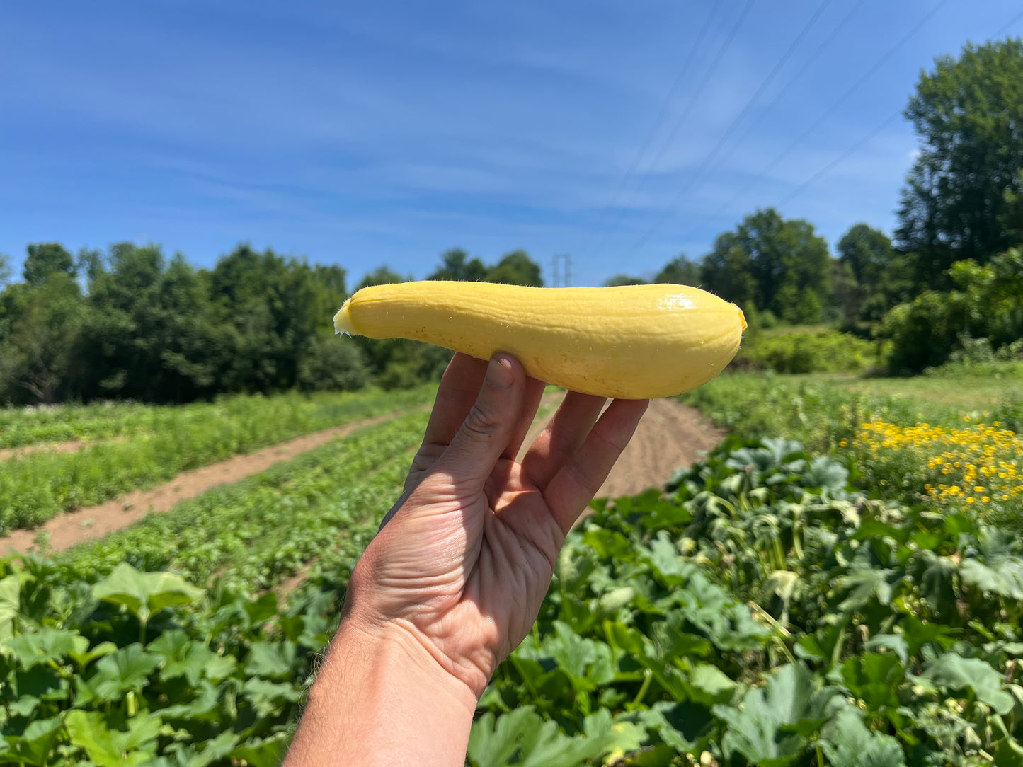 Summer squash