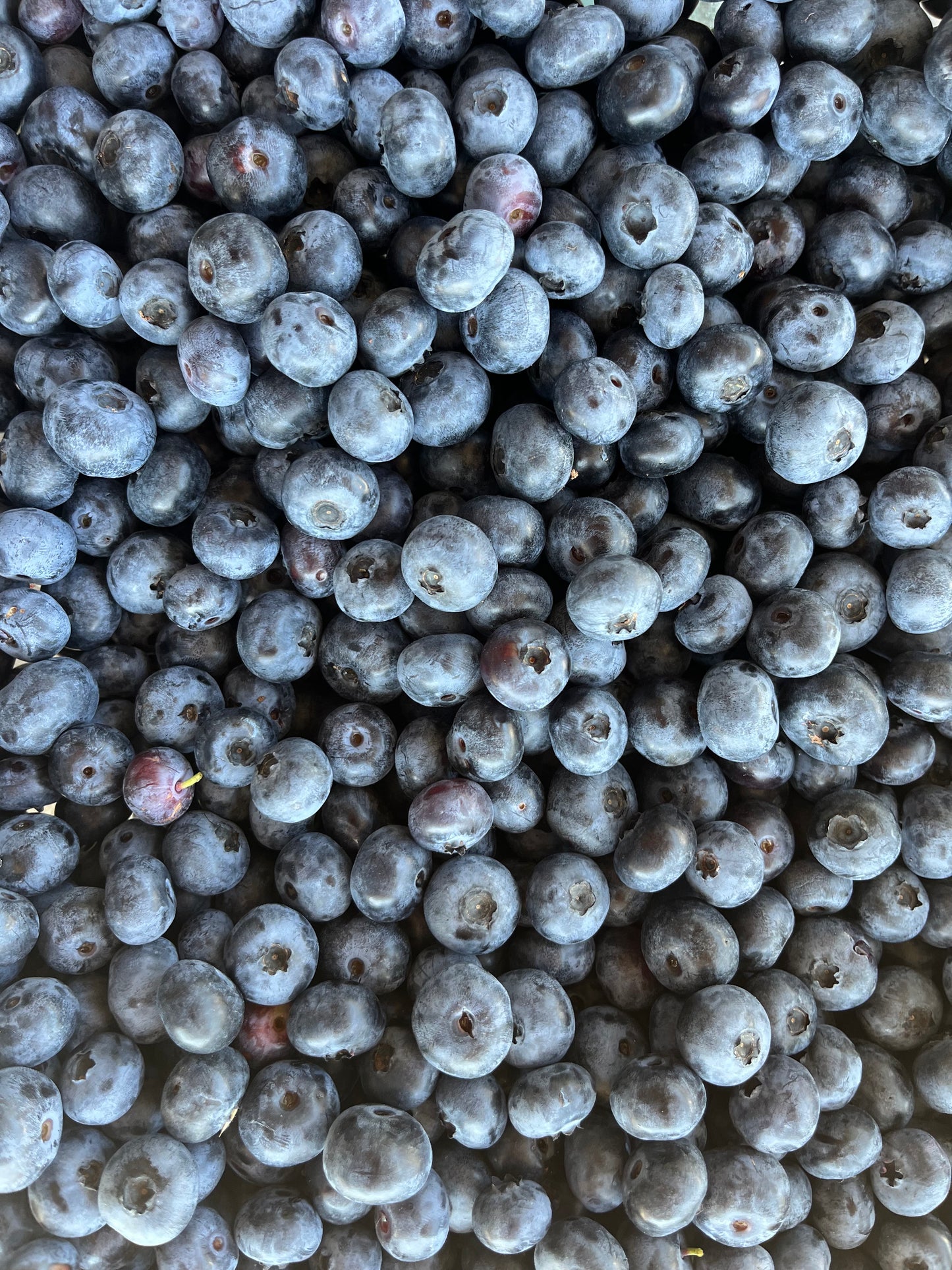 Blueberries (5 lb bulk)