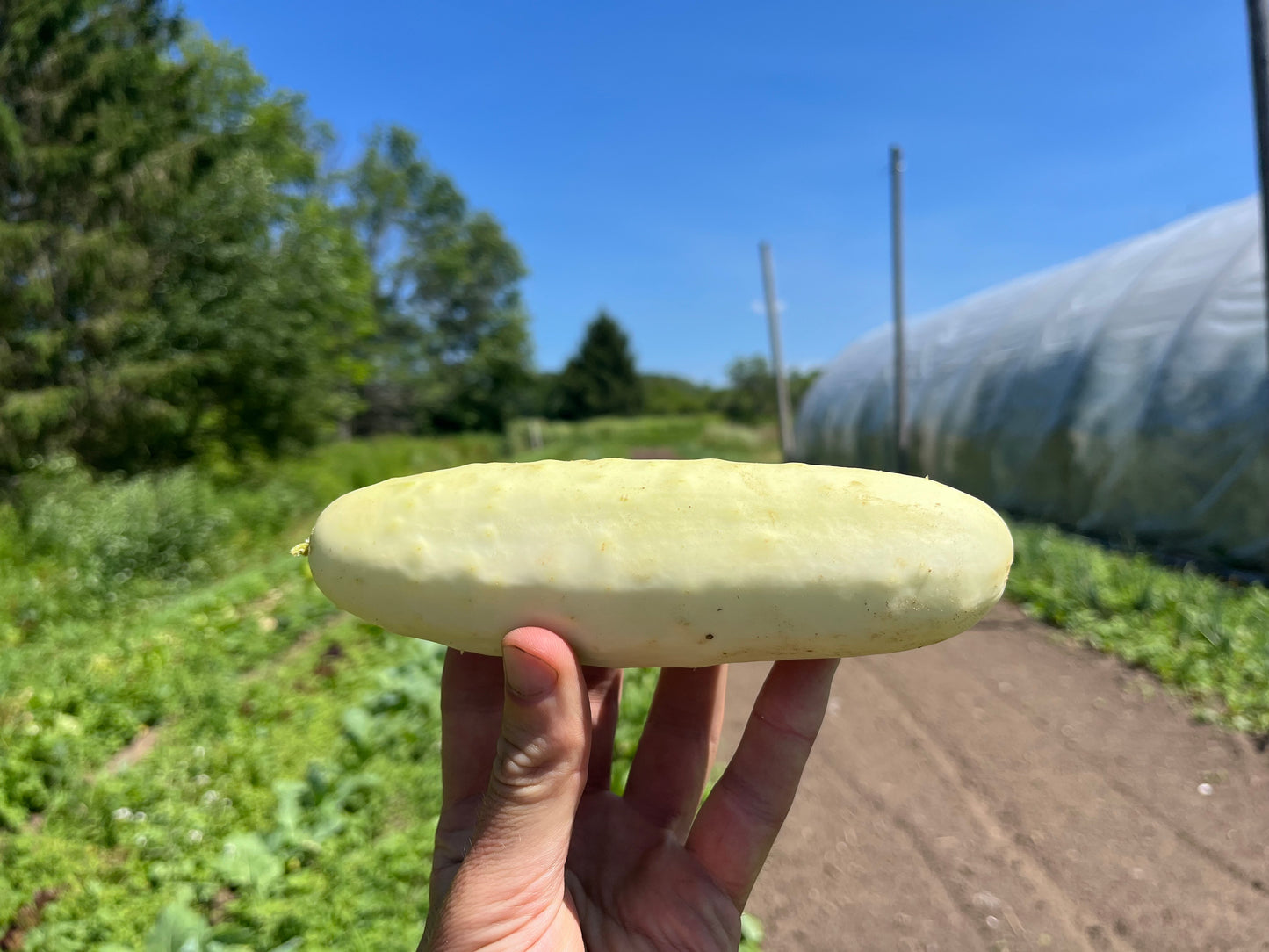 Cucumber