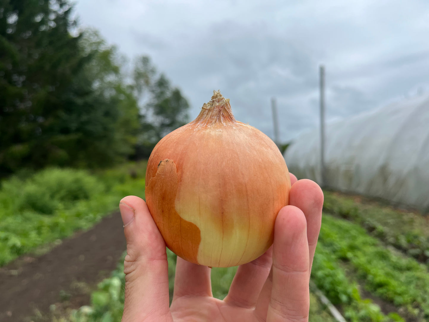 Yellow onion (1 lb or 5lb)