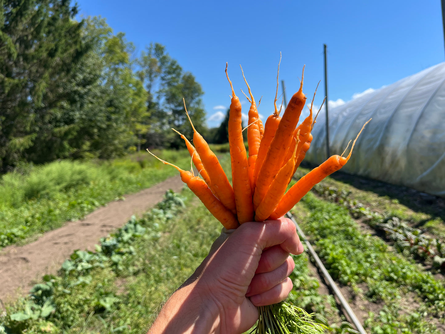 Baby carrots (1 bunch)