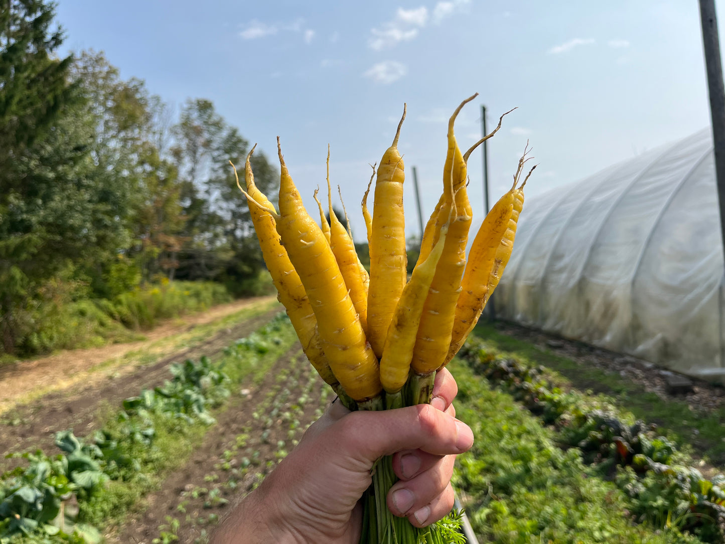 Yellow carrots (1 bunch)
