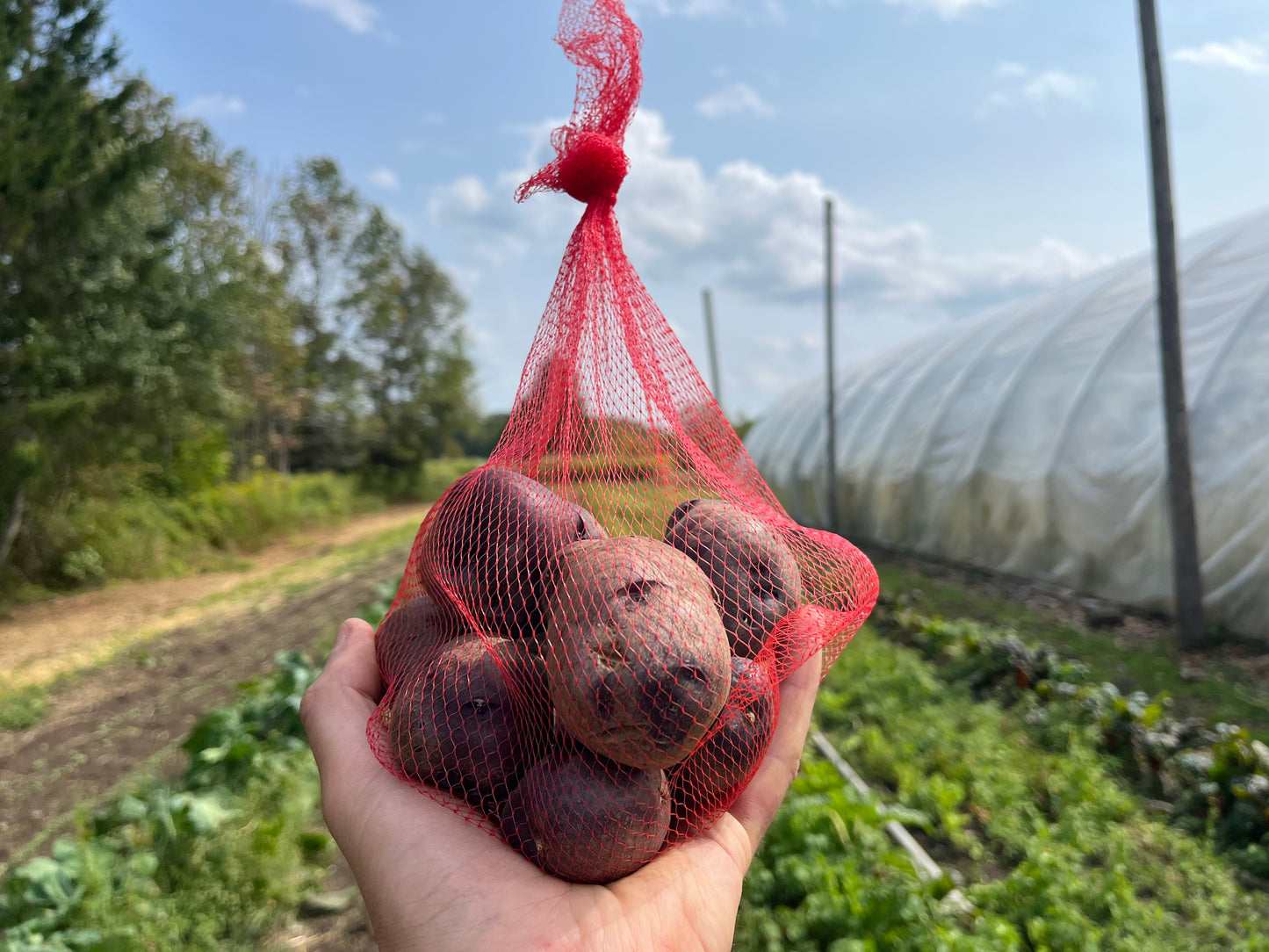 Adirondack blue potato (2 lb)