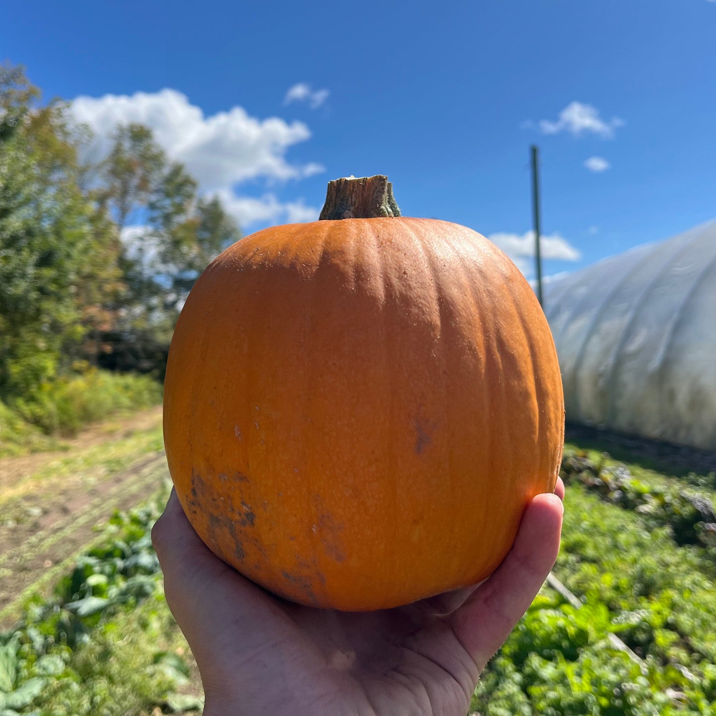 Sugar pie pumpkin