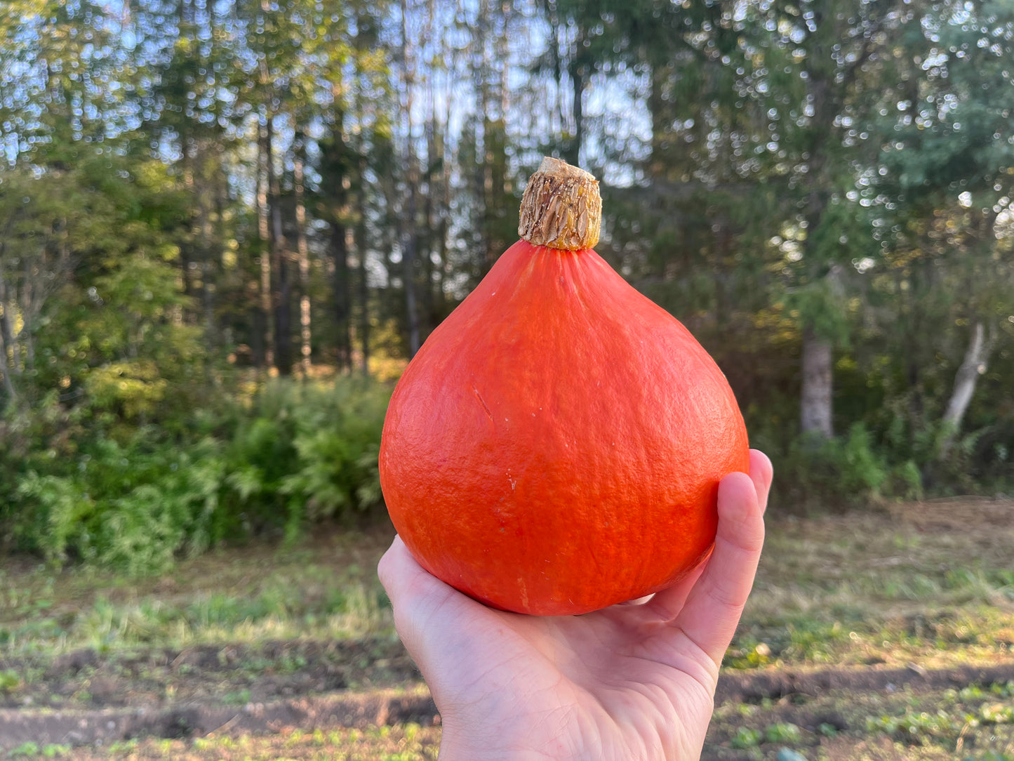 Red kuri squash