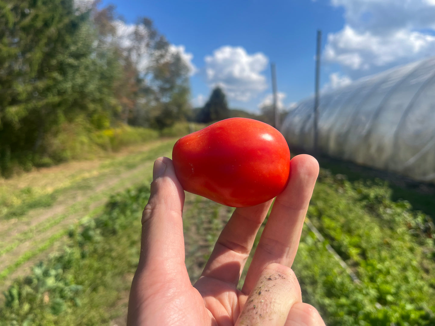 Roma tomatoes (1 quart)