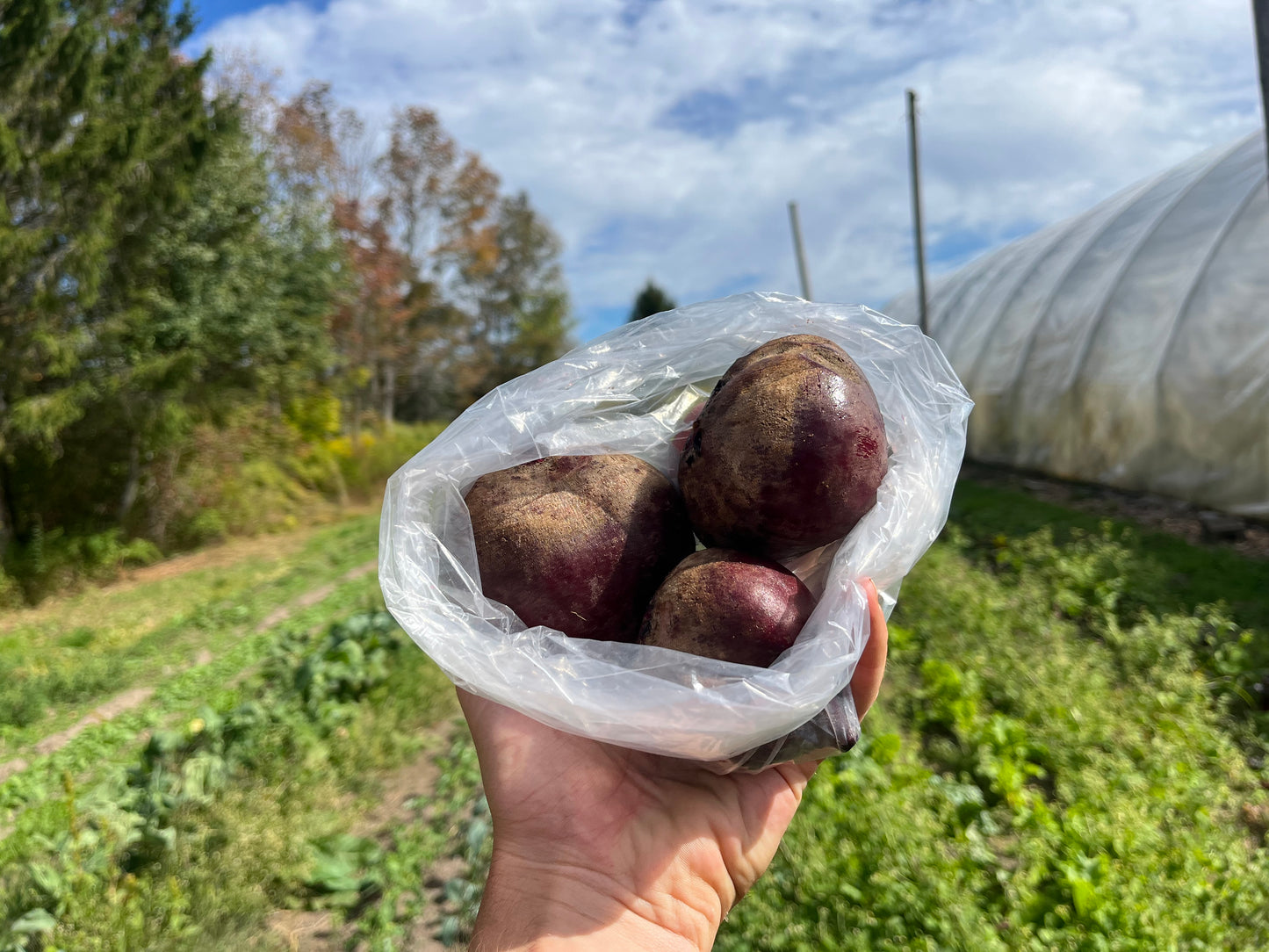 Red beets (1 lb bag)