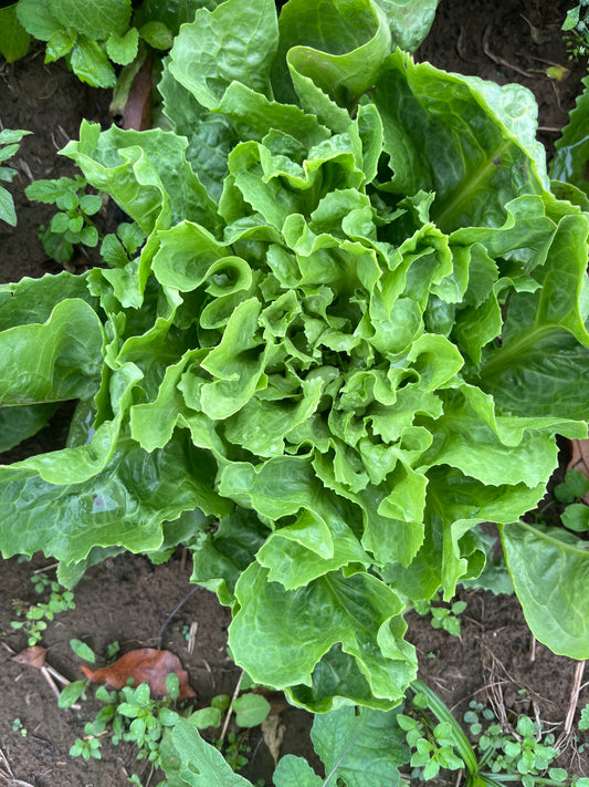Escarole (1 head)
