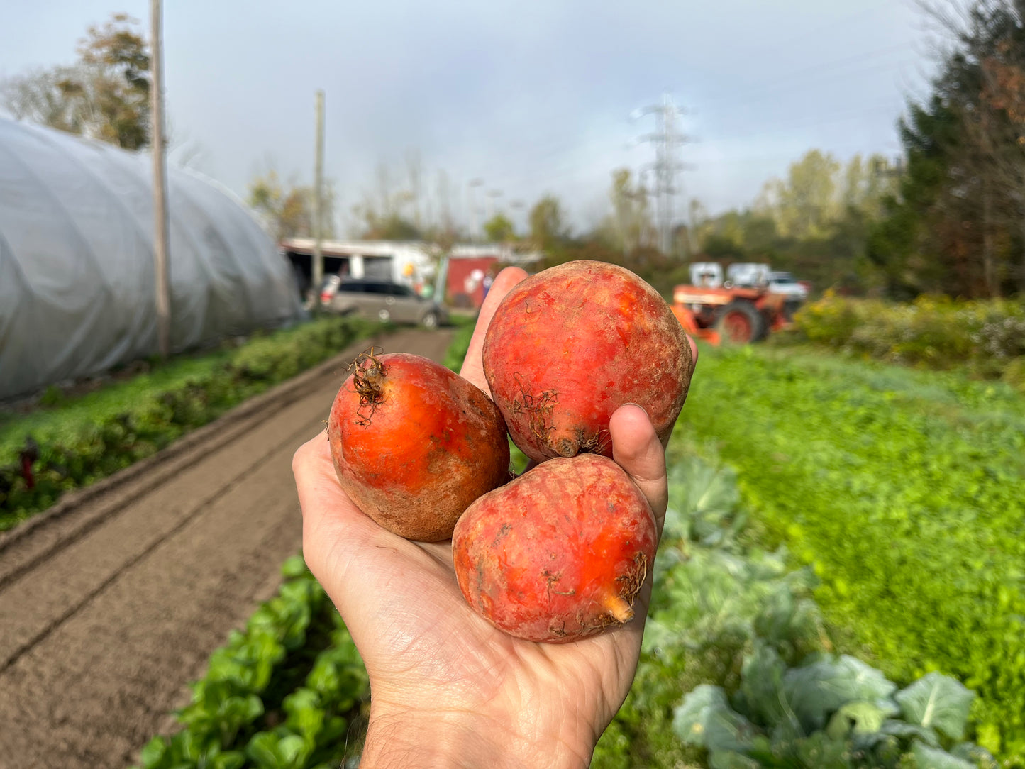 Gold beets (1 lb bag)
