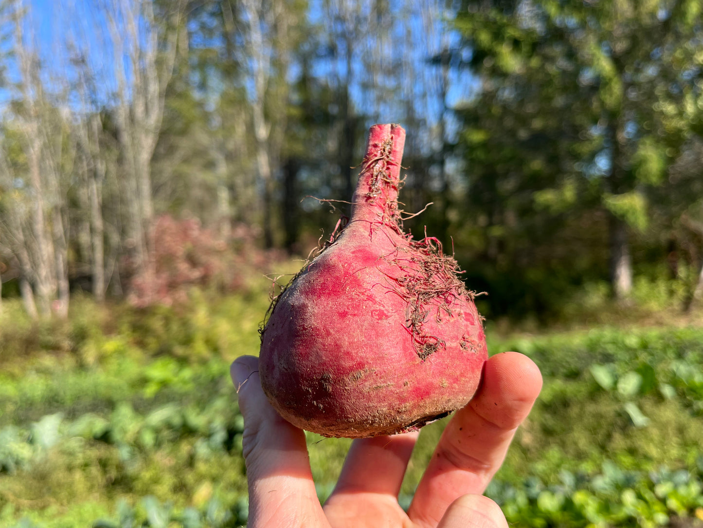 Chioggia beet (1 lb)