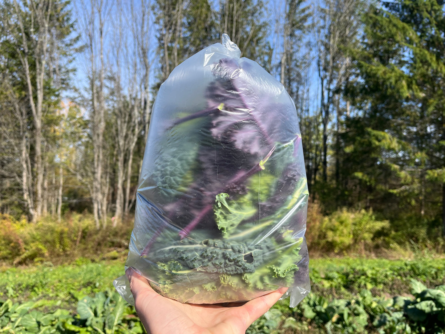Kale braising mix (1/2-lb)