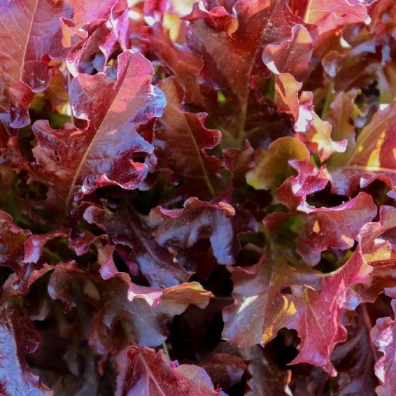 Red leaf lettuce (1 head)