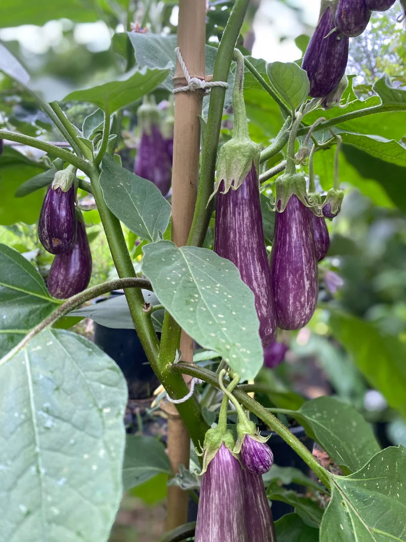 Fairytale eggplant (1 lb)