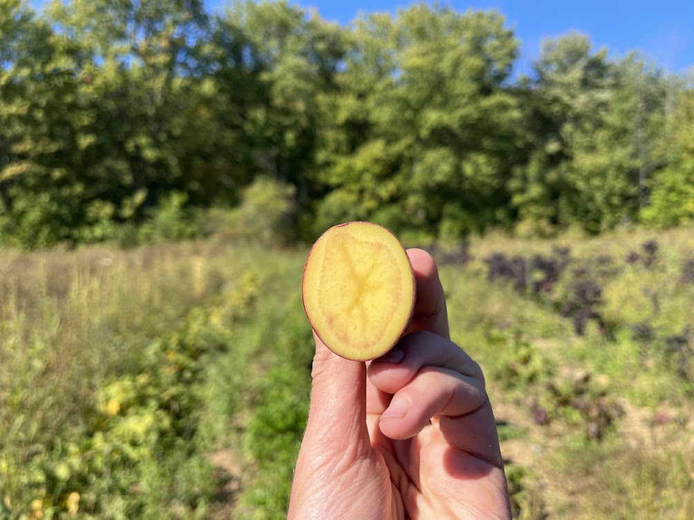 Red fingerling potato (1.5 lb bag)
