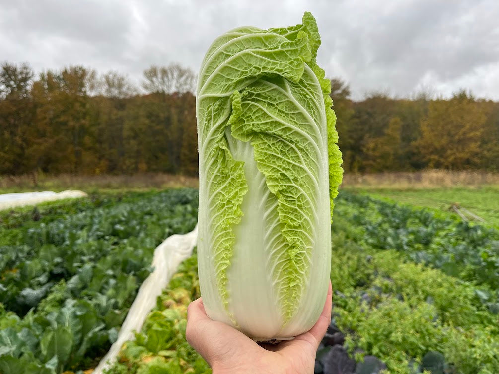 Napa cabbage
