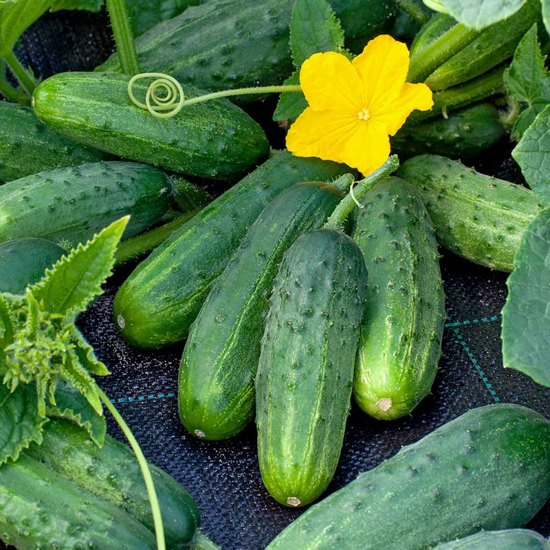 Pickling cucumber (1 lb)