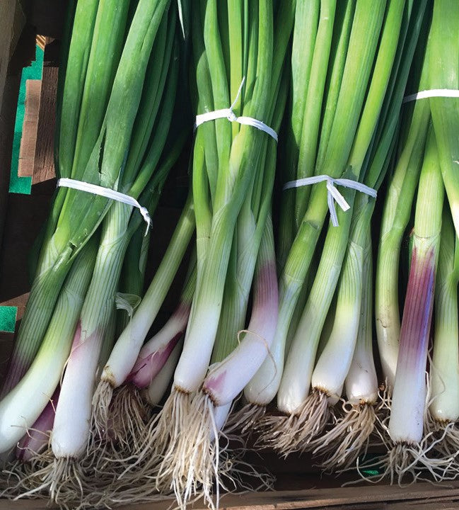 Green onions (1 bunch)