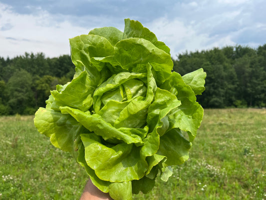 Green butterhead lettuce (1 head)