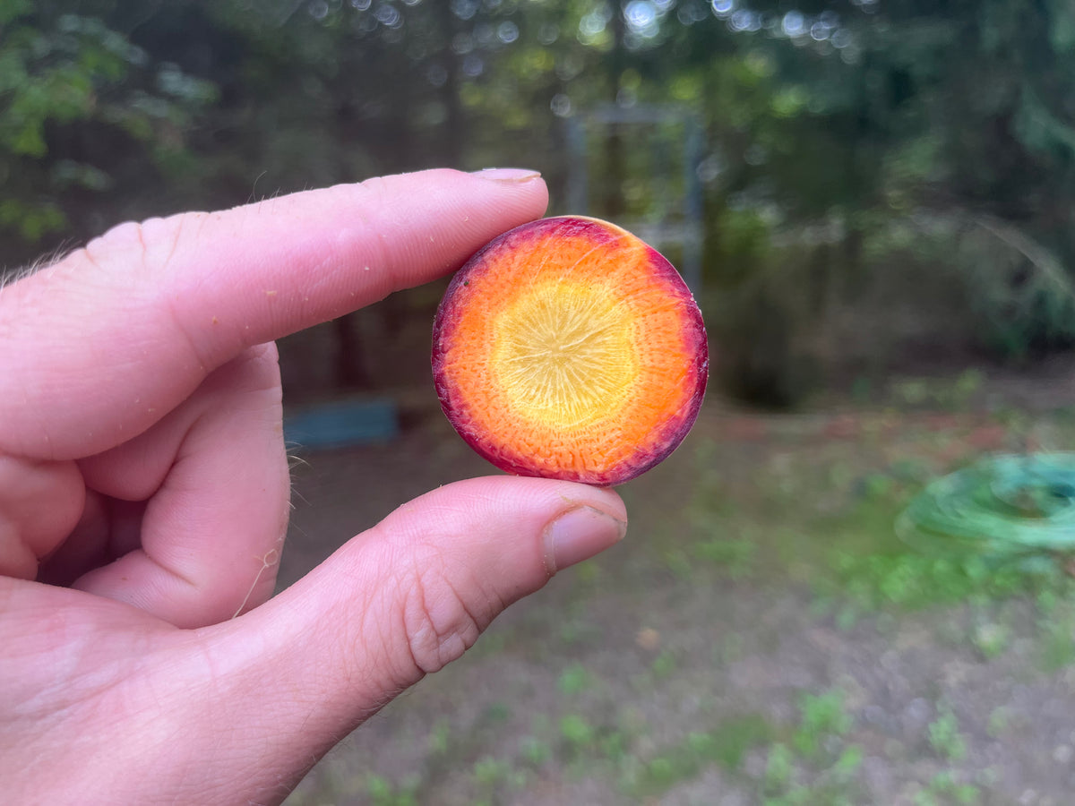 Rainbow carrots (2 lb bag)