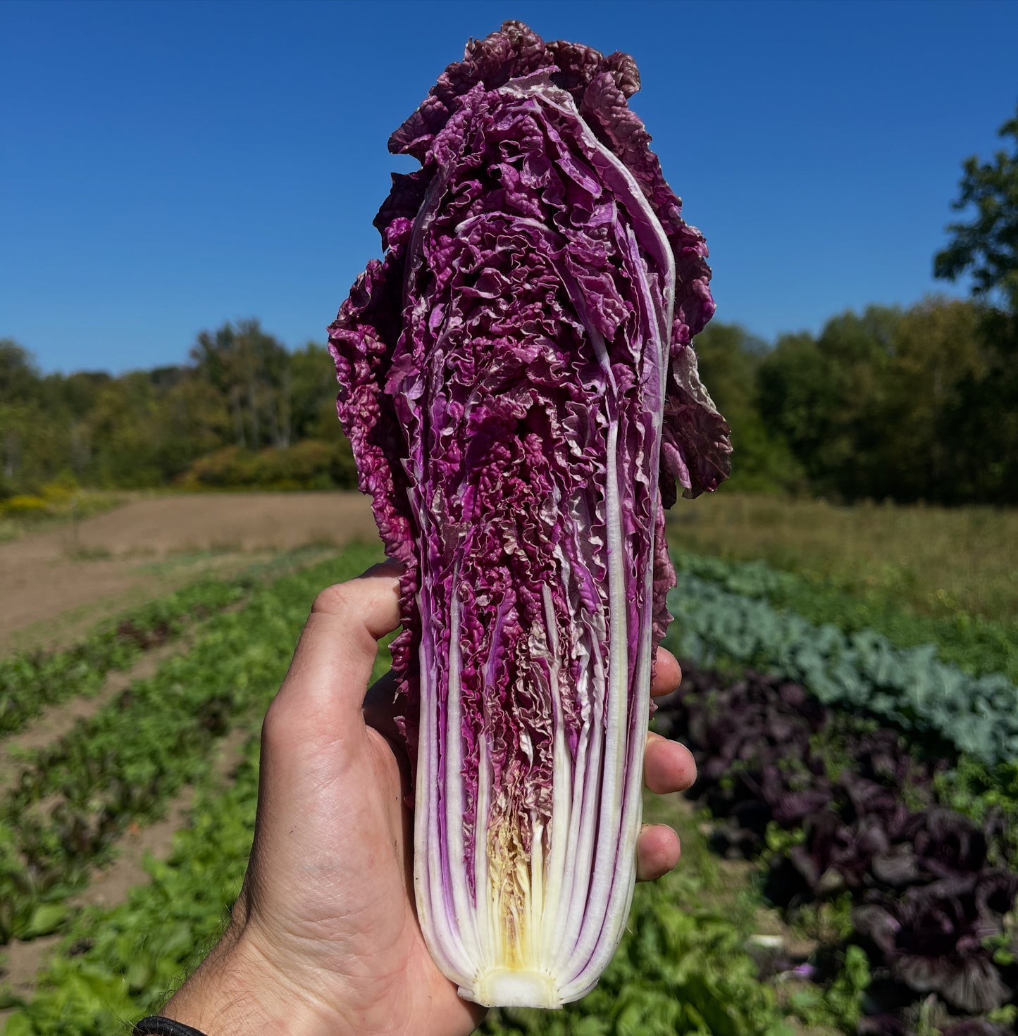 Merlot cabbage
