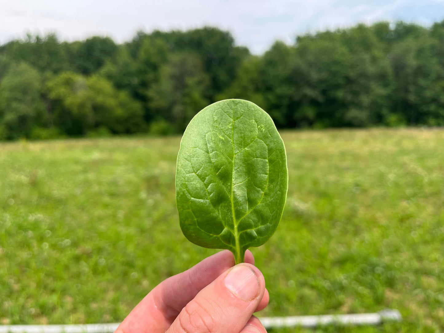 Spinach (8-oz bag)