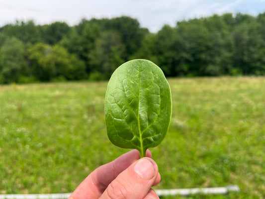 Spinach (8-oz bag)