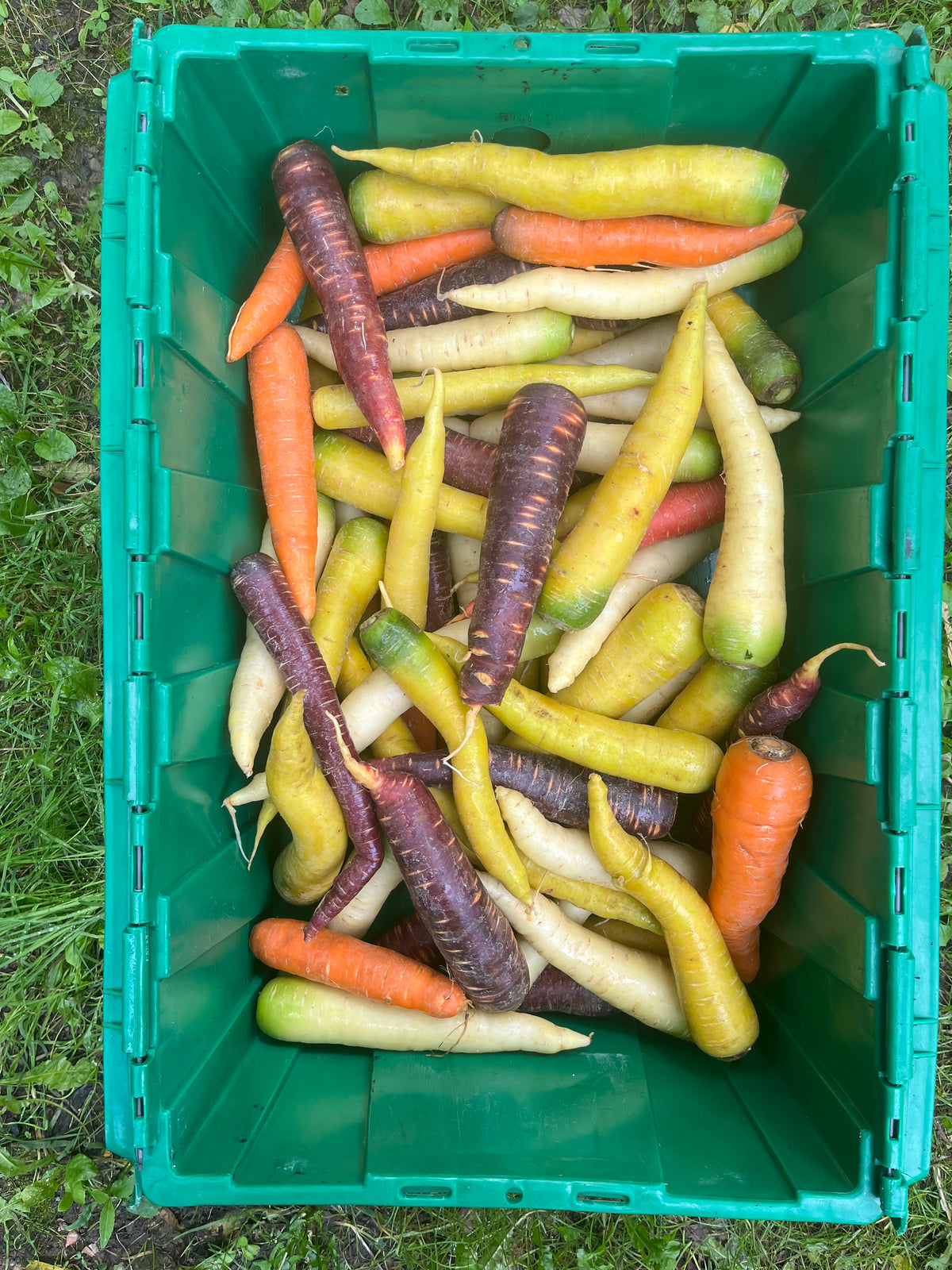 Rainbow carrots (2 lb bag)