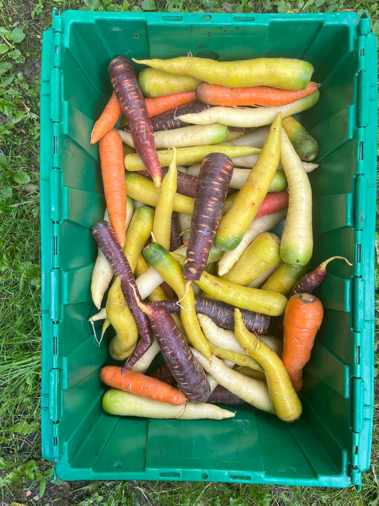 Rainbow carrots (2 lb bag)