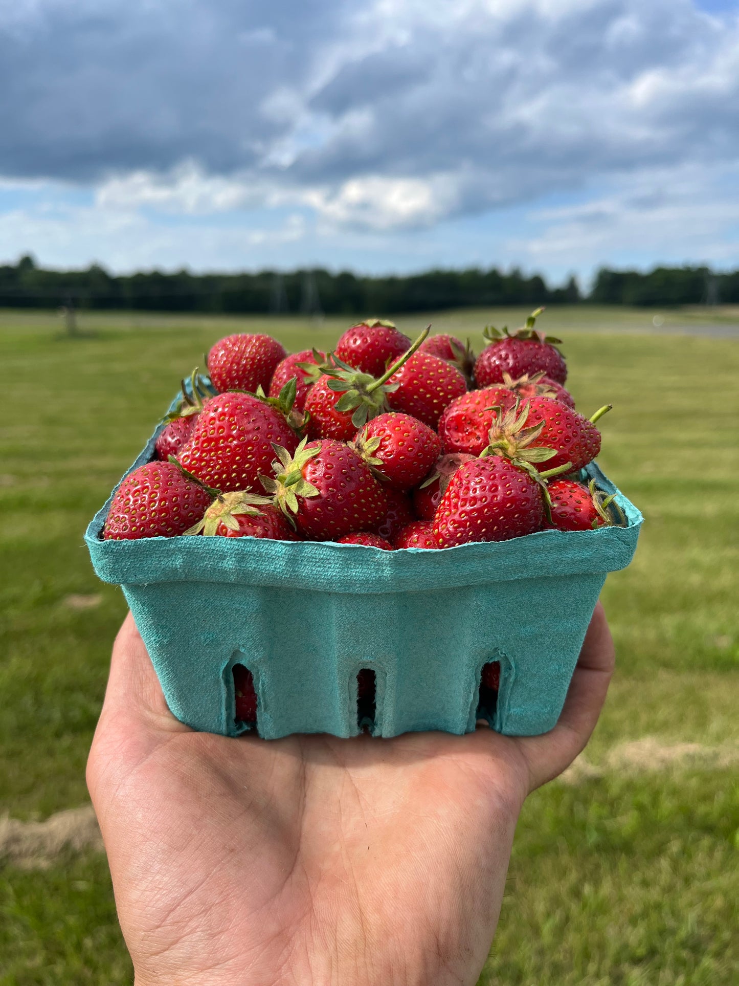 Strawberries (quart or flat, conventional)