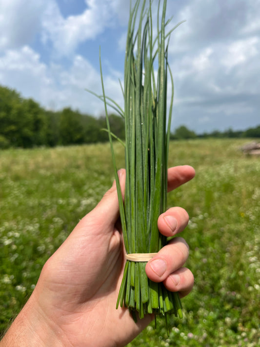 Chives (1 bunch)