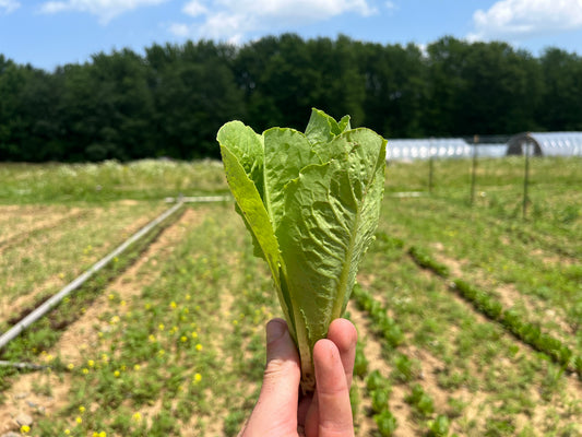 Baby romaine lettuce (12-oz bag)