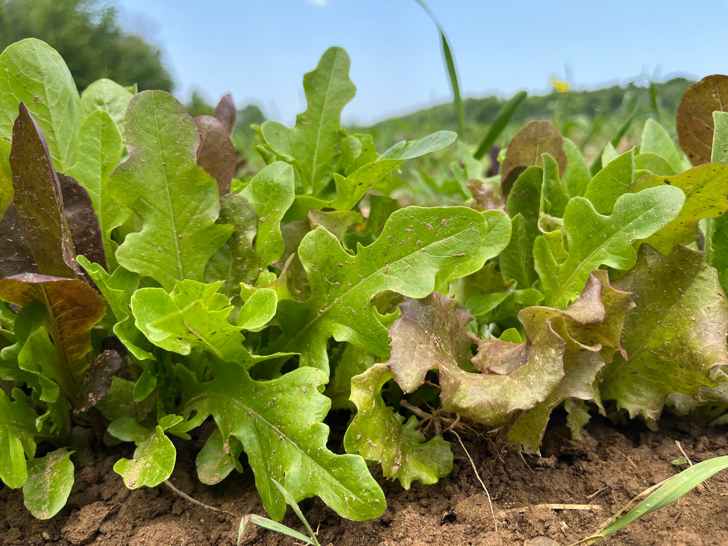 Gourmet lettuce mix (6-oz bag)
