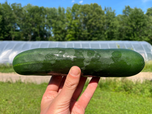 Cucumber