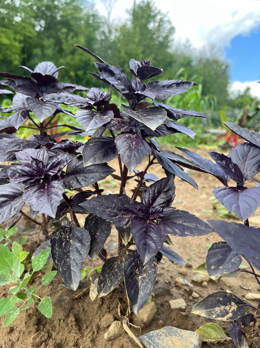 Purple basil (1 bunch)