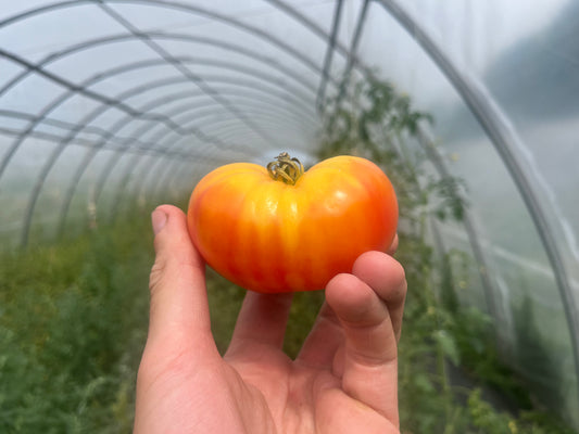 Mixed heirloom tomatoes (roughly 1#)
