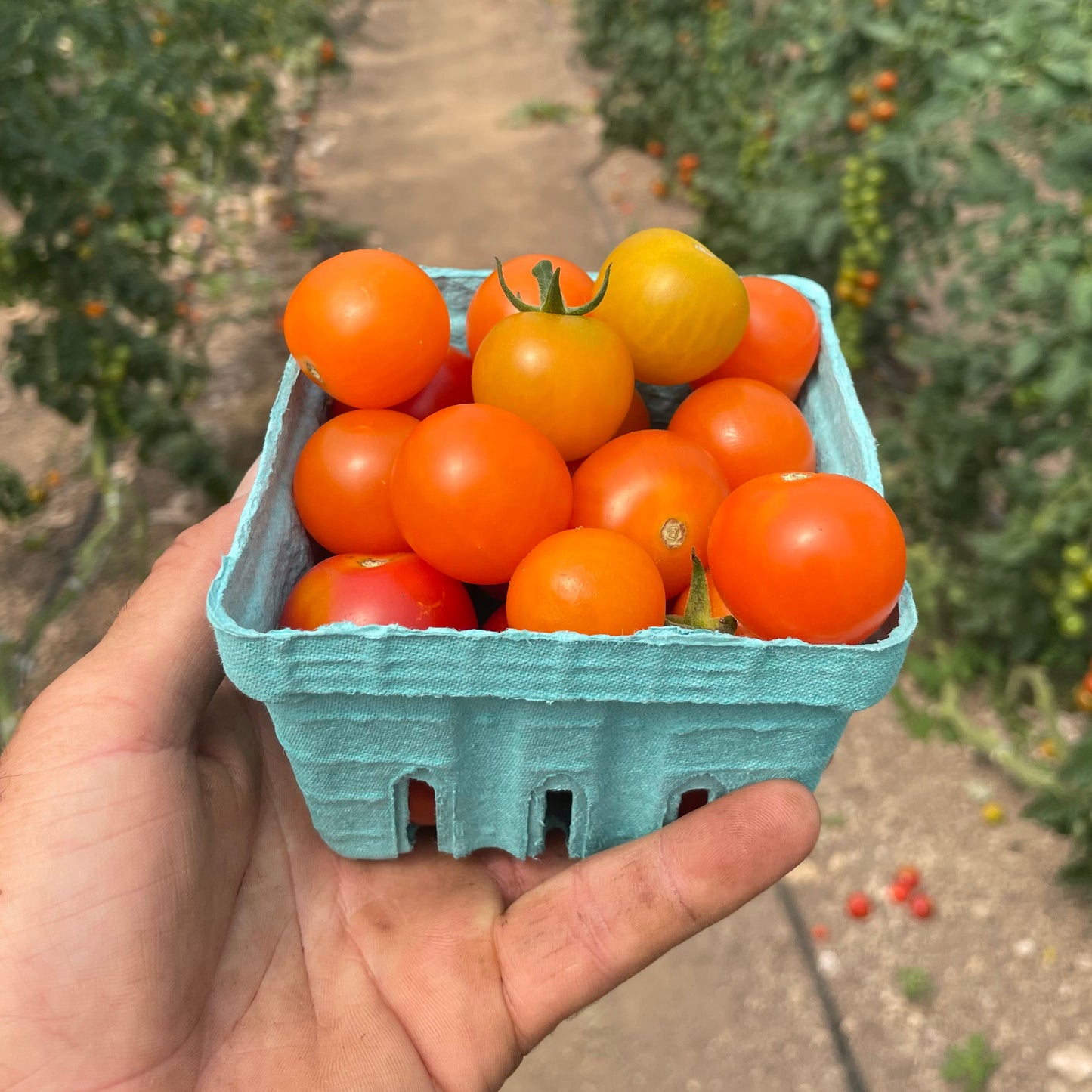 Cherry tomatoes (1 pint)