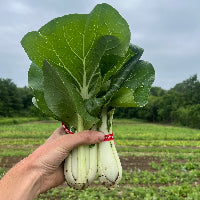 Bok choy (3/4-lb bunch)