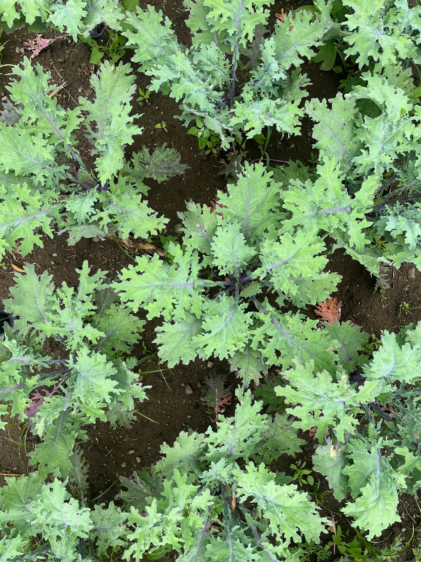 Red Russian kale (1 bunch)