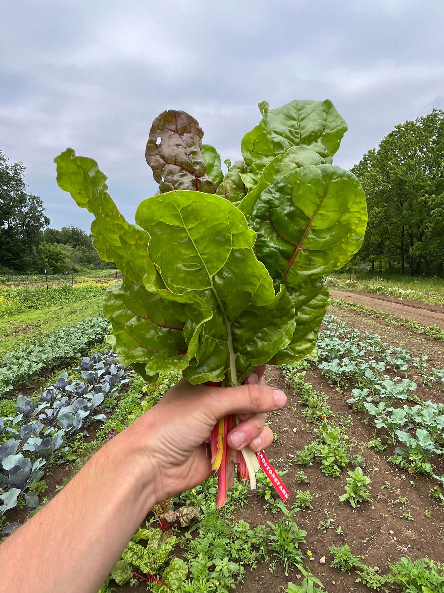 Rainbow chard (1 bunch)