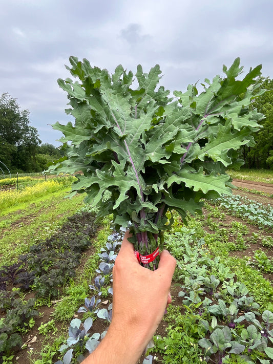 Red Russian kale (1 bunch)